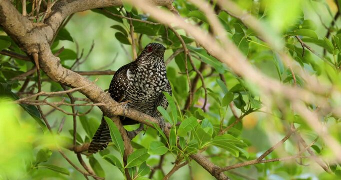 Beautiful close-up view of Asian Koel female bird perching on tree branch in the forest.