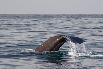 Obraz premium The fluke of a diving sperm whale photographed close to the shores of Kaikoura, New Zealand.
