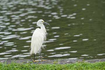 Little egret by the water