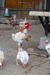 Gallos y gallinas en una finca