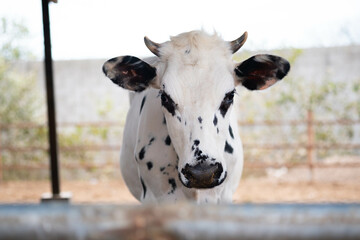 Retrato de vaca en una granja