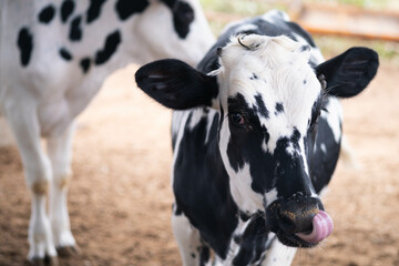 Retrato de una vaca con la lengua afuera en un corral de una granja