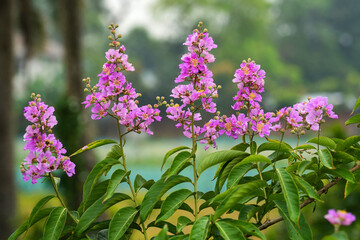 Bright purple Jarul, also called Pride of India or Queen’s Flower, blooming in full glory. Perfect tropical floral beauty with soft crepe-like petals and natural charm for nature themes