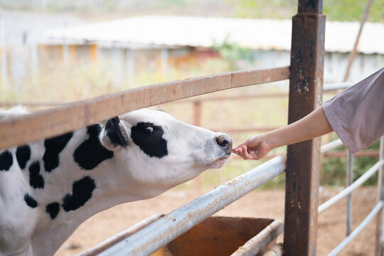 Vaca comiendo en un corral de una granja
