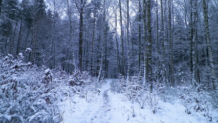 Winter forest landscape.