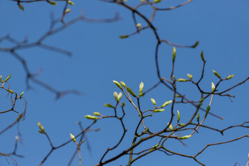 New leaves on the branches of a tree.