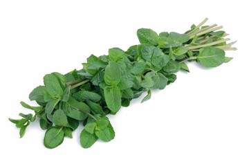 A fresh bunch of mint leaves, commonly used in cooking and beverages for flavor enhancement.