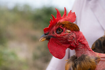 Retrato de gallina
