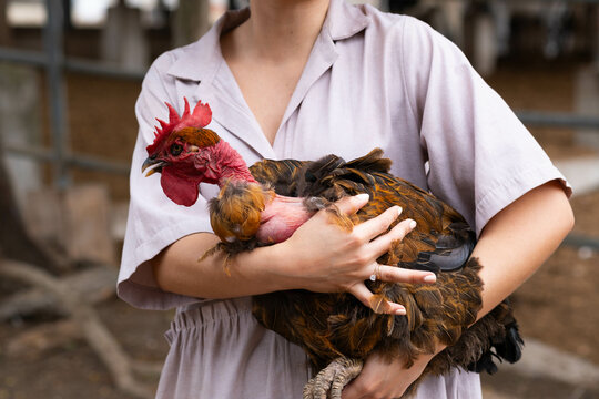 Gallina sobre unos brazos 