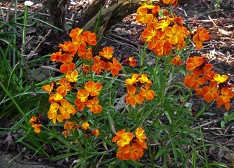 Lak pospolity, Lak pachnący, Erysimum cheiri, spring flowers of Erysimum cheiri, also known as the Wallflower, blooming wallflower in the garden