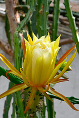 kwitnący kaktus epifilum, żółto-białe kwiaty epifilum,   kwitnące Epiphyllum, Epiphyllum, Close-up of Epiphyllum blooming, Blooming Epiphyllum  © kateej