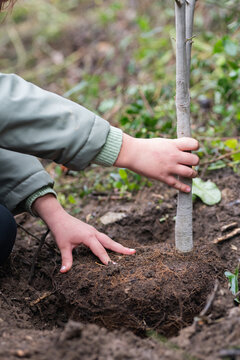 Planting a young tree, close-up on hands and sapling