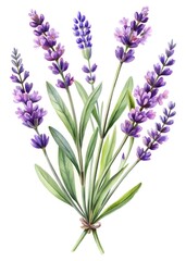 Fototapeta premium Watercolor Lavender Bouquet Purple Flowers, Green Stems, Herbal Art