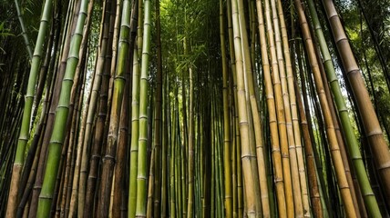 Fototapeta premium bamboo wall background