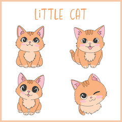 Little orange cat