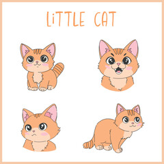 Little orange cat