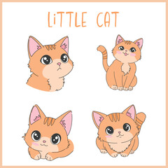 Little orange cat