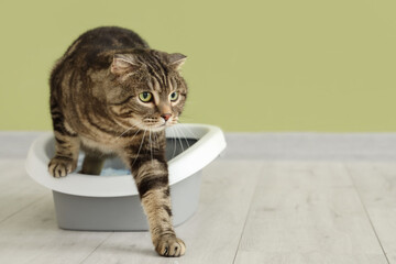 Cute cat in litter box near green wall