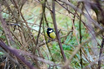 a great tit (Parus major) perched on a winter branch