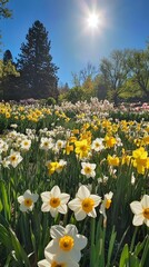 Sunny blooming field of yellow and white daffodils in vibrant spring garden