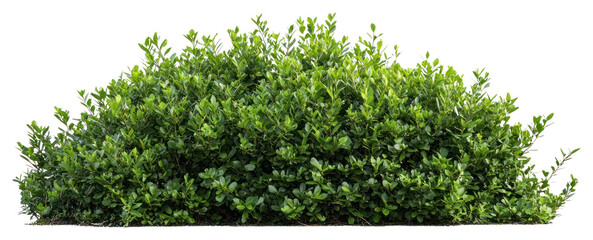 PNG A bushes and shrubs isolated on a white background plant vegetation landscape.