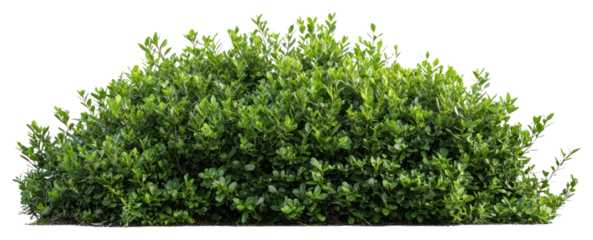 PNG A bushes and shrubs isolated on a white background plant vegetation landscape.
