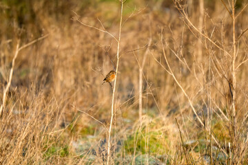 a stonechat (Saxicola rubicola) perched high on a meadow plant