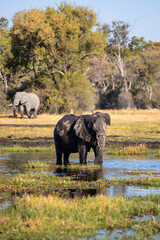 Obraz premium Elephant in a watering hole.