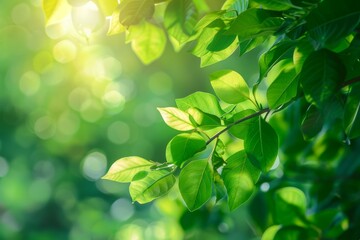 Nature of green leaf in garden at summer. Natural green leaves plants using as spring background. High definition photo