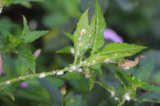 Seychelles scale insect Icerya seychellarum cottony pest insect on ramgoat dashalong plant, Turnera ulmifolia.