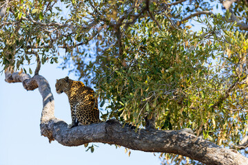 Leopard resting on a tree branch.