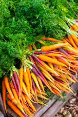 Fresh rainbow carrots with green tops at market