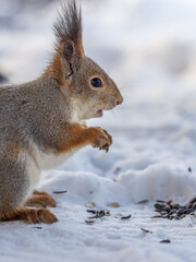 The squirrel in winter sits on white snow.
