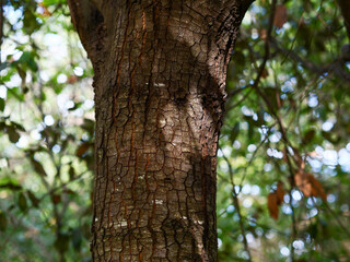 Tree trunk in the forest close-up, foliage out of focus, frontal view, bark texture, nature of France, Europe