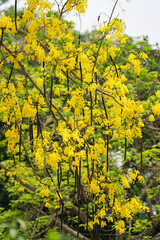 Naklejka premium Golden shower flowers, also known as Sonalu, adorn the tree with vibrant yellow petals cascading down like a shimmering waterfall. Sunlit and serene, beautiful display celebrates nature's elegance