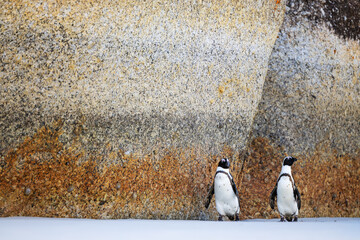Two penguins near a textured rock.