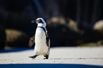 Fototapeta premium African penguin standing on sandy beach.