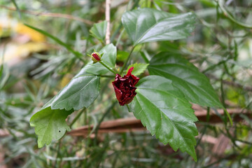 A red tropical Hibiscus flower in bloom in the garden