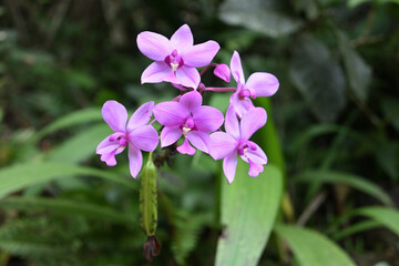A cluster of purplish ground orchid flowers is blooming in the garden