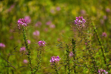 Beautiful purple spider flower (Cleome hassleriana) in full bloom, showing its delicate petals and long stamens. Also known as pink queen, spider plant, or grandfather’s whiskers, this vibrant floral 