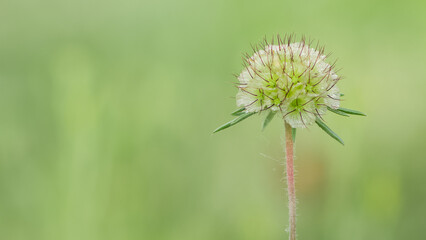 photos of wildflowers for background