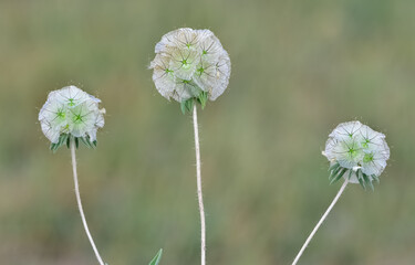 Fototapeta premium photos of wildflowers for background