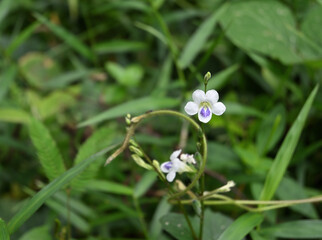 A creeping foxglove flower is booming in a lawn area