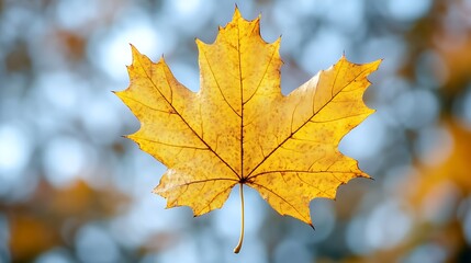 A single yellow maple leaf against a blurred background