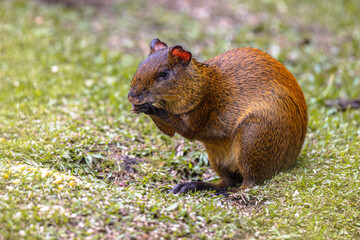 Central American Agouti foraging in grass