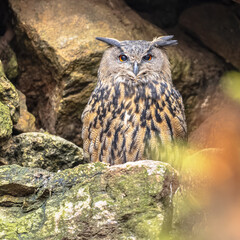 Eurasian eagle-owl looking at camera