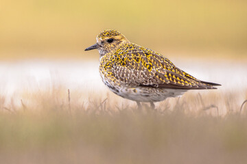 European golden plover resting in wetland