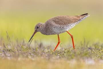 Common Redshank moving through grass