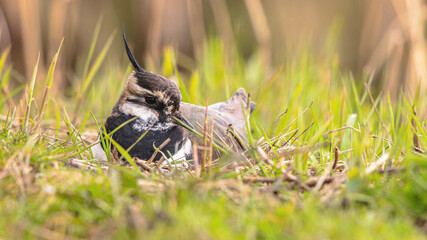 Northern Lapwing breeding on nest