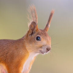 Red Squirrel Portrait on Light Background